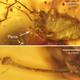 Illustration for article titled Behold the First Erect Penis Ever Found Preserved in Amber